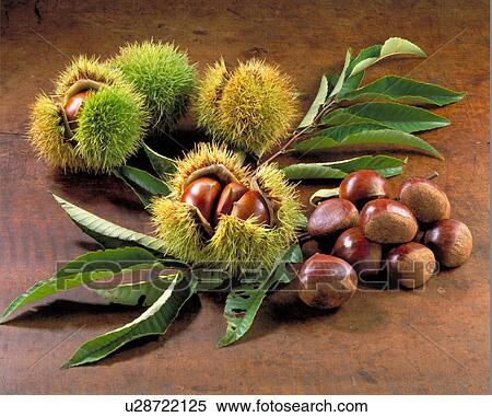 Chestnut View Large Photo Image Stock Photography - Chestnut. Fotosearch