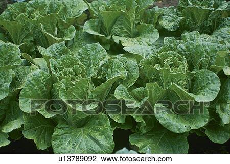 Stock Image - Chinese Cabbage, Field. Fotosearch