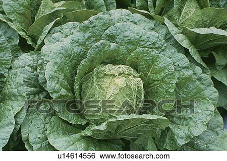 Stock Photograph - Chinese Cabbage, Field. Fotosearch