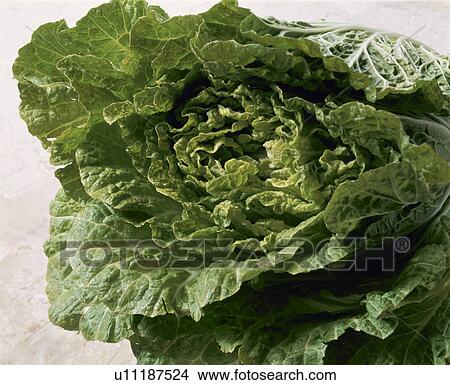 Picture - Chinese Cabbage, South Korea. Fotosearch