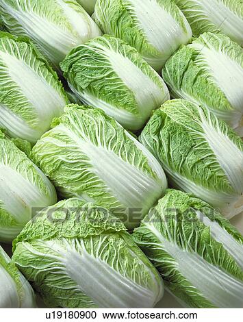 Stock Image - Chinese Cabbage. Fotosearch
