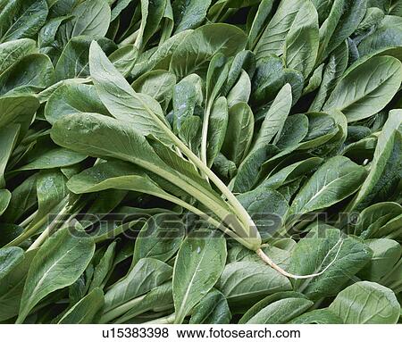 Stock Photo - Chinese Cabbage. Fotosearch