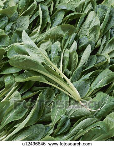 Stock Photograph - Chinese Cabbage. Fotosearch