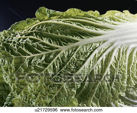 Stock Photograph - Chinese Cabbage. Fotosearch