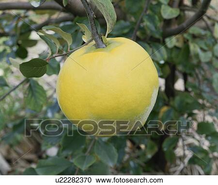 Stock Image - Chinese Quince. Fotosearch