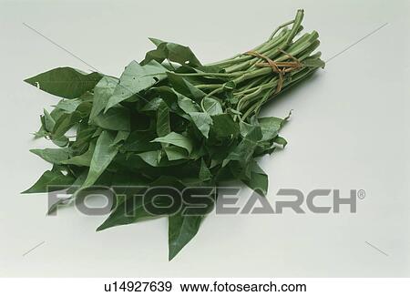Chinese Vegetable View Large Photo Image Stock Photo - Chinese Vegetable. Fotosearch