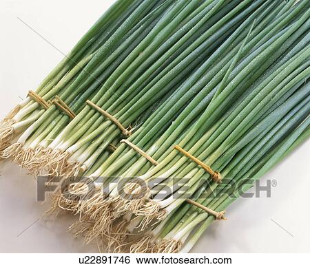 Chive View Large Photo Image Stock Photograph - Chive. Fotosearch