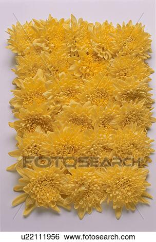 Stock Photograph - Chrysanthemum. Fotosearch