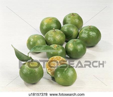 Stock Photo - Citrus Depressa. Fotosearch