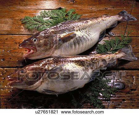 Cod View Large Photo Image Stock Image - Cod. Fotosearch
