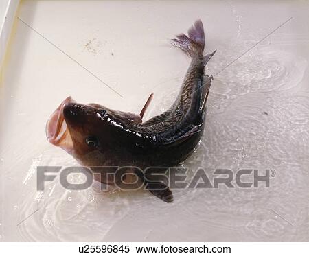 Cod View Large Photo Image Stock Photography - Cod. Fotosearch