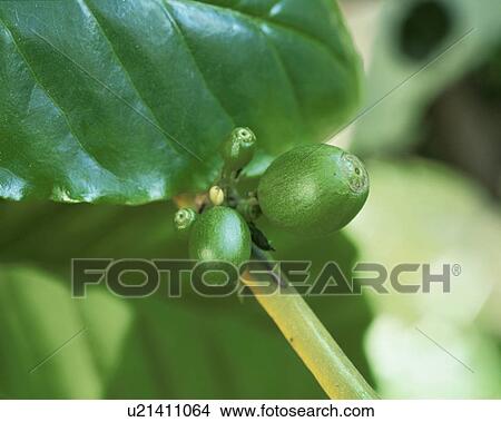 Coffee Beans View Large Photo Image Picture - Coffee Beans. Fotosearch