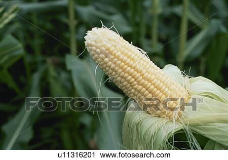 Stock Image - Corn Field. Fotosearch