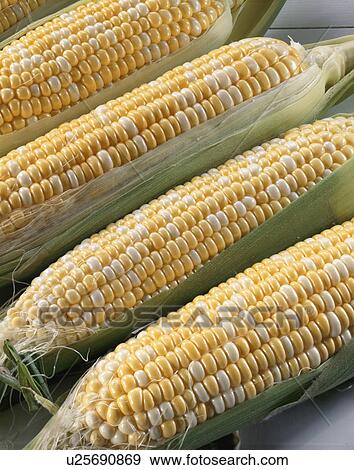 Corn, Peter Corn View Large Photo Image Stock Photo - Corn, Peter Corn. Fotosearch