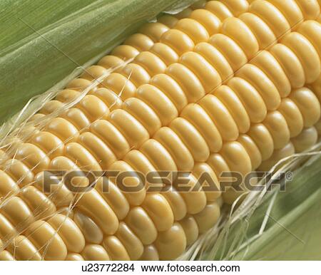 Corn View Large Photo Image Picture - Corn. Fotosearch
