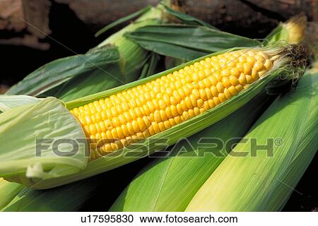 Corn View Large Photo Image Stock Image - Corn. Fotosearch