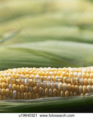 Stock Image - Corn. Fotosearch