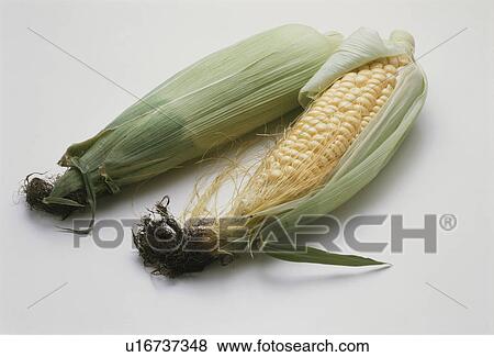 Stock Photo - Corn. Fotosearch