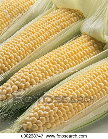 Corn View Large Photo Image Stock Photo - Corn. Fotosearch
