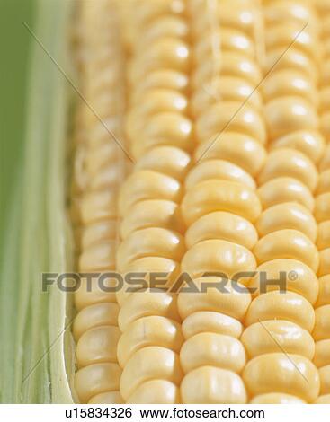 Stock Photograph - Corn. Fotosearch