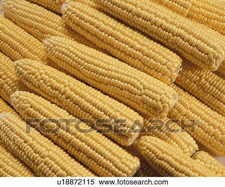 Stock Photography - Corn. Fotosearch