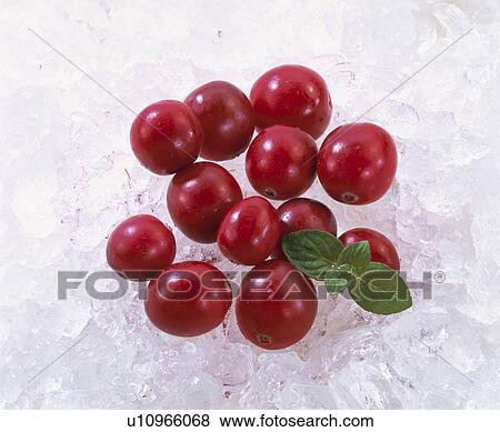 Stock Photo - Cranberry. Fotosearch