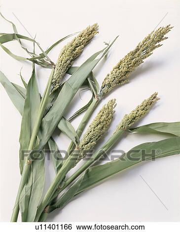 Dent Corn, Sorghum View Large Photo Image Stock Photograph - Dent Corn, Sorghum. Fotosearch