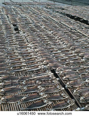 Dried Horse Mackerel View Large Photo Image Stock Image - Dried Horse Mackerel. Fotosearch