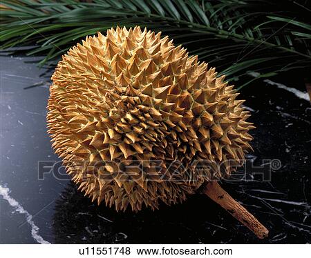 Stock Photo - Durian. Fotosearch