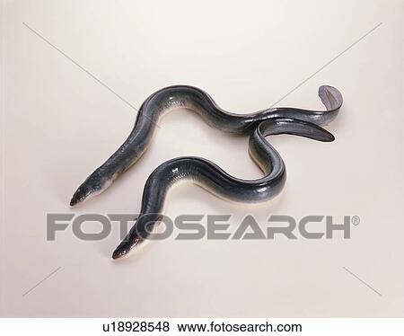 Stock Photo - Eel. Fotosearch