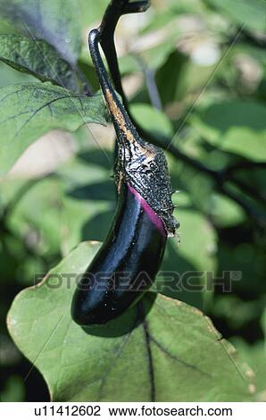 Egg Plant, Field View Large Photo Image Stock Image - Egg Plant, Field. Fotosearch