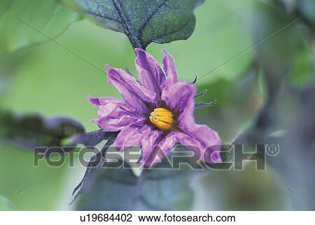 Stock Image - Egg Plant, Field. Fotosearch