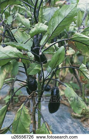 Egg Plant, Field View Large Photo Image Stock Photograph - Egg Plant, Field. Fotosearch