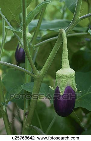 Stock Image - Egg Plant. Fotosearch