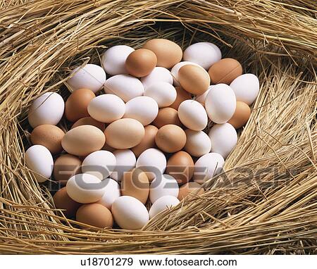 Stock Photo - Egg. Fotosearch