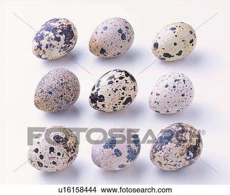 Picture - Eggs Of Quail. Fotosearch