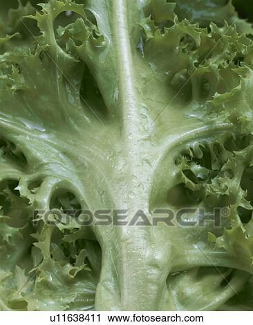 Stock Image - Endive. Fotosearch