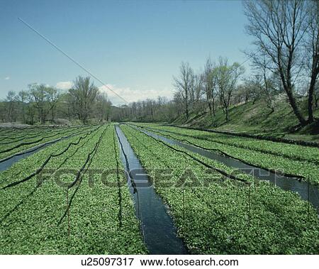 Stock Photo - Field, Japanese Horseradish. Fotosearch