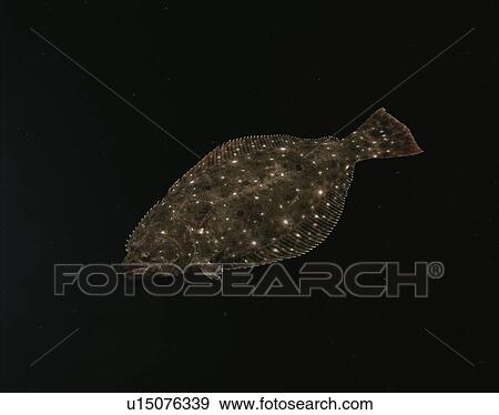Stock Photo - Flounder. Fotosearch