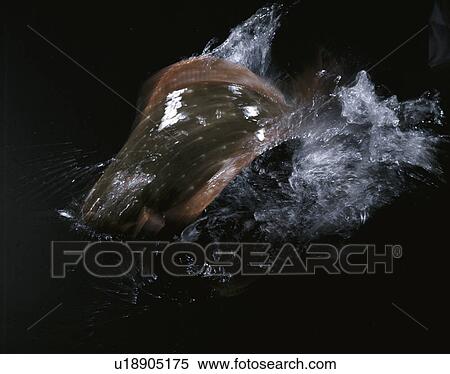 Flounder View Large Photo Image Stock Photography - Flounder. Fotosearch