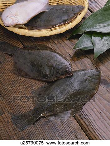 Stock Photography - Flounder. Fotosearch