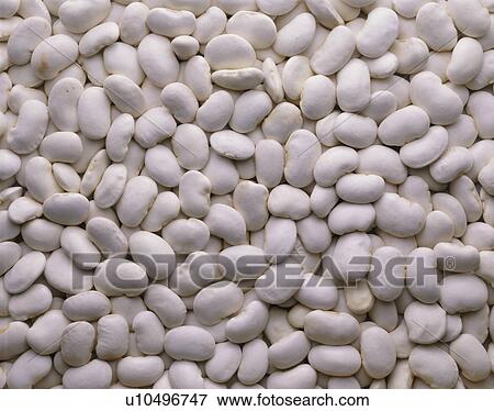 Stock Photo - Flower Bean. Fotosearch