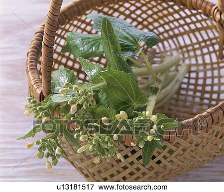 Stock Photo - Flower, Japanese Horseradish. Fotosearch
