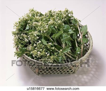 Stock Photo - Flower, Japanese Horseradish. Fotosearch