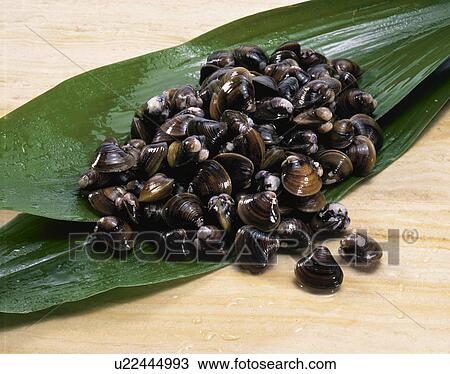 Stock Image - Freshwater Clam. Fotosearch