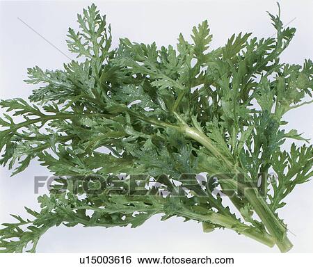Stock Photograph - Garland Chrysanthemum. Fotosearch