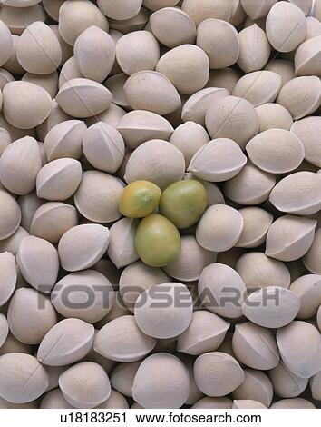 Ginkgo Nuts View Large Photo Image Stock Image - Ginkgo Nuts. Fotosearch