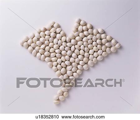 Stock Image - Ginkgo Nuts. Fotosearch