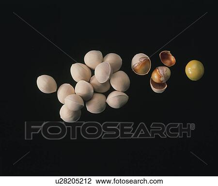 Ginkgo Nuts View Large Photo Image Stock Image - Ginkgo Nuts. Fotosearch