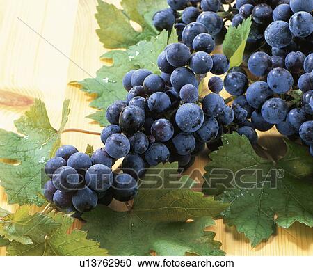 Grape, Cabernet Sauvignon View Large Photo Image Stock Image - Grape, Cabernet Sauvignon. Fotosearch